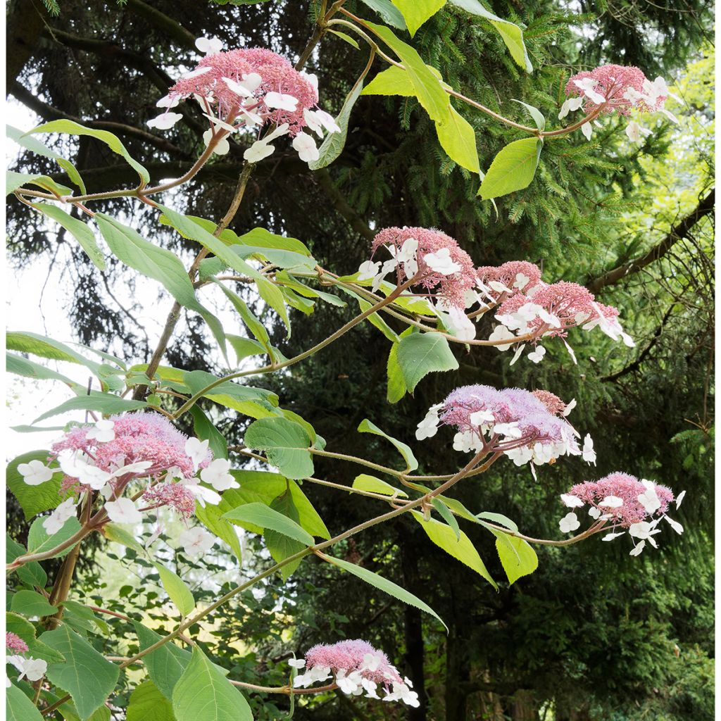 Samettihortensia Goldrush