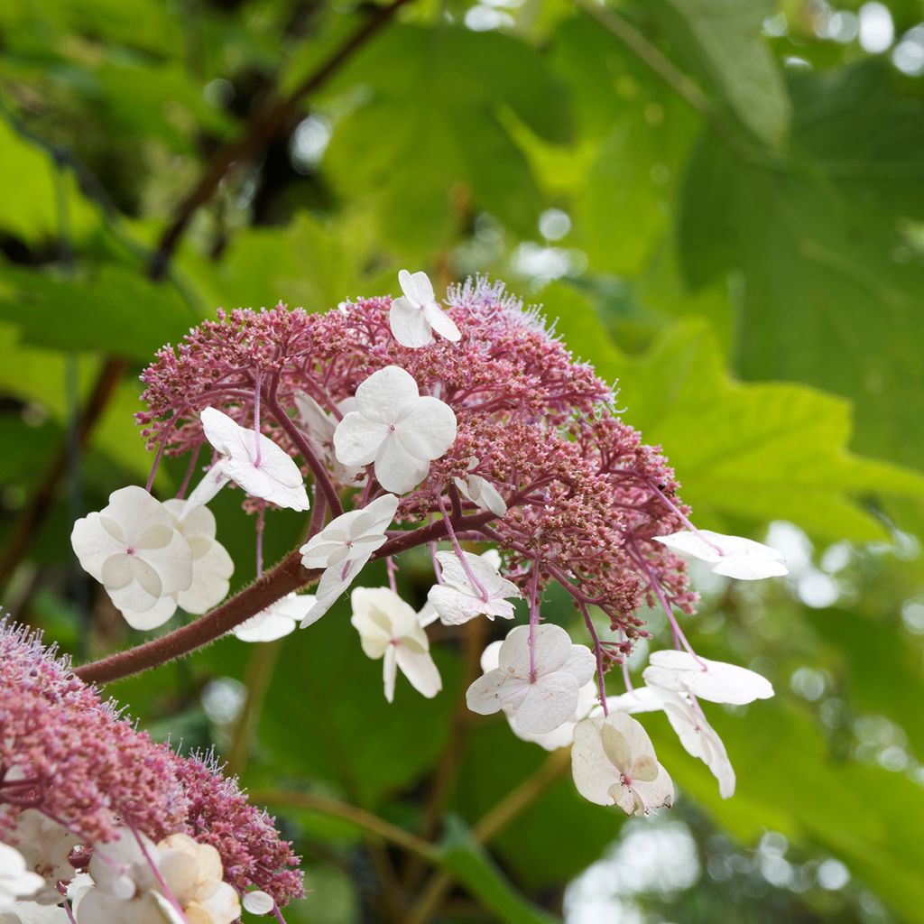 Samettihortensia Goldrush