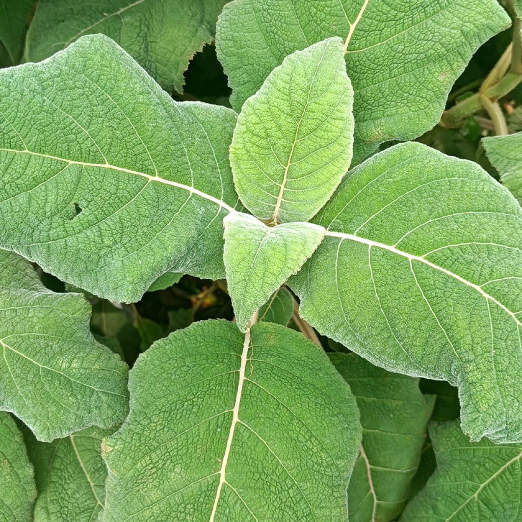 Samettihortensia Macrophylla