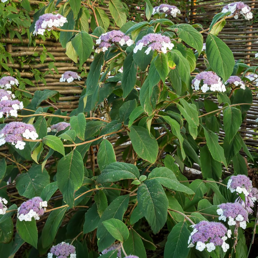 Samettihortensia - Hydrangea aspera subsp.sargentiana