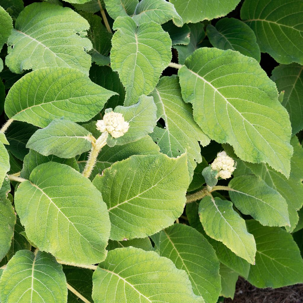 Samettihortensia - Hydrangea aspera subsp.sargentiana