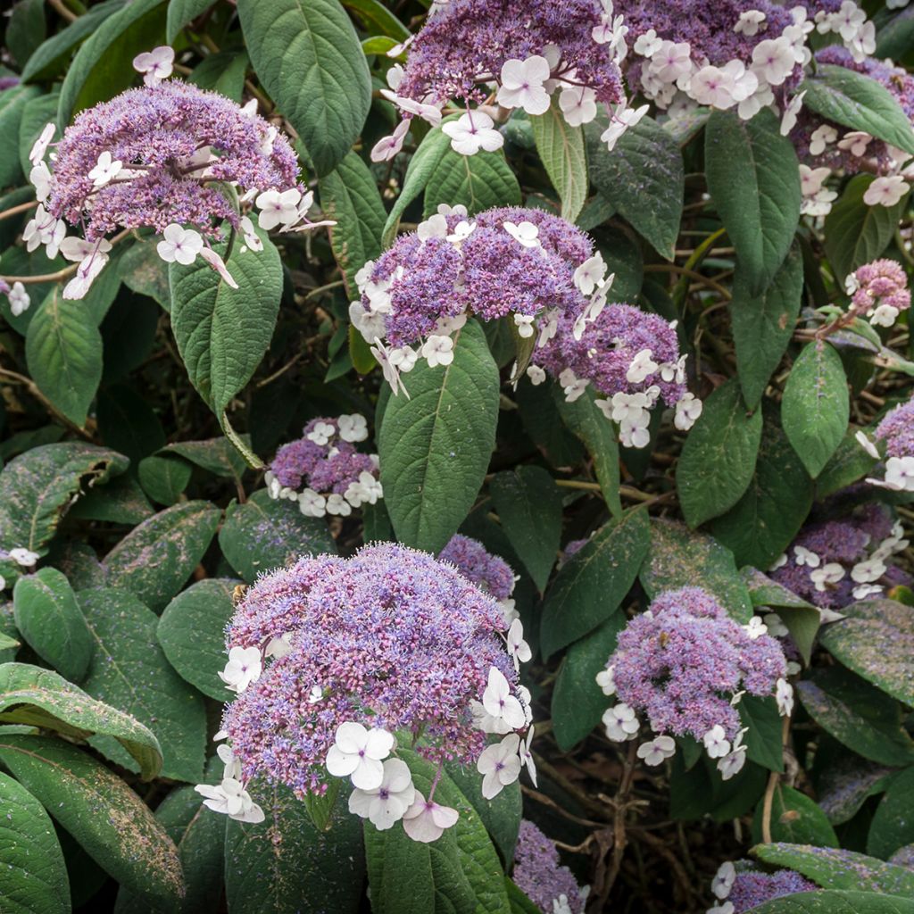 Samettihortensia - Hydrangea aspera subsp.sargentiana