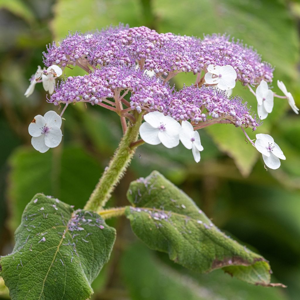 Samettihortensia - Hydrangea aspera subsp.sargentiana