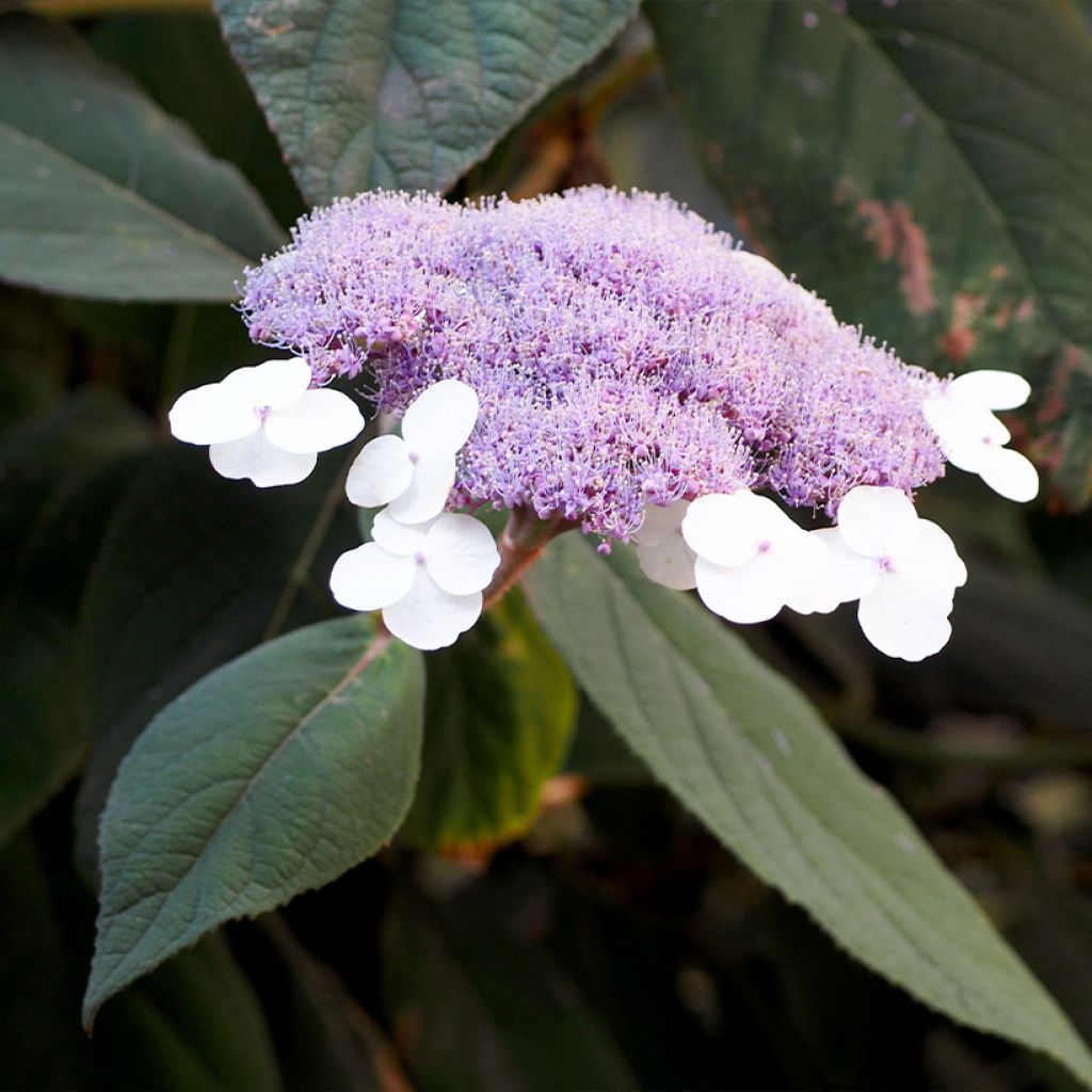 Samettihortensia Velvet & Lace