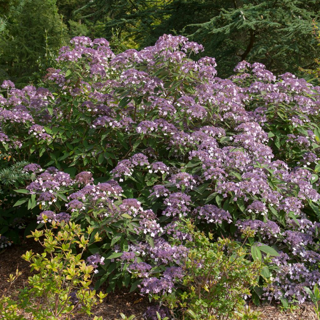 Samettihortensia Velvet & Lace
