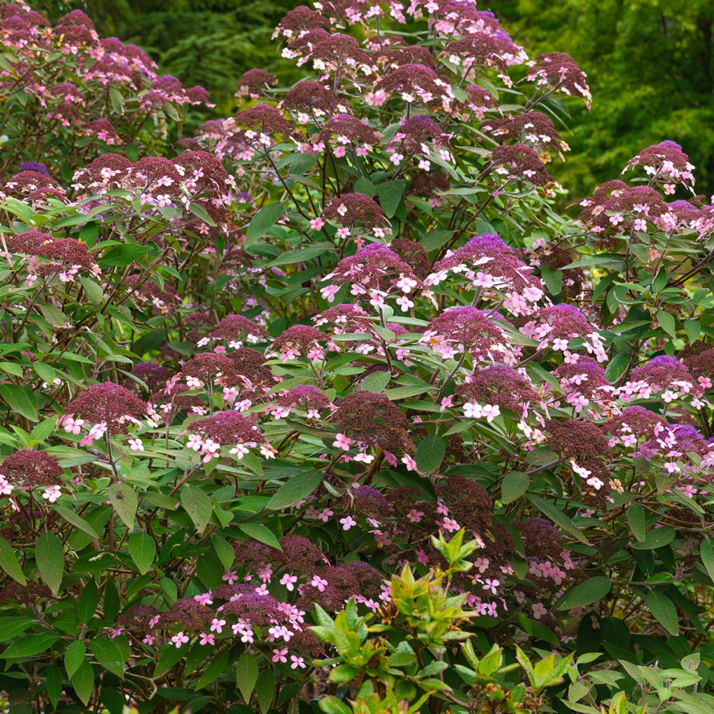 Samettihortensia Velvet & Lace