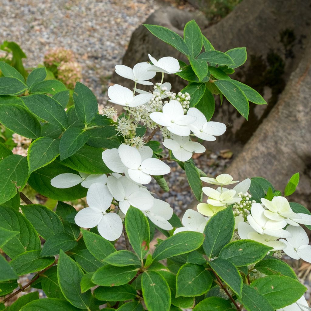 Kiinanhortensia - Hydrangea heteromalla