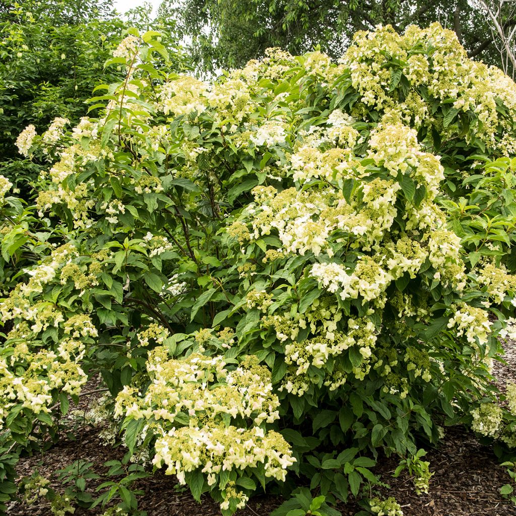 Kiinanhortensia - Hydrangea heteromalla