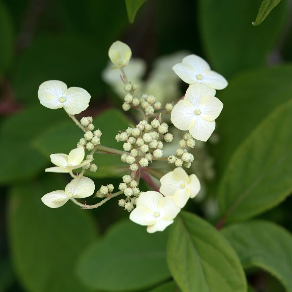 Kiinanhortensia - Hydrangea heteromalla