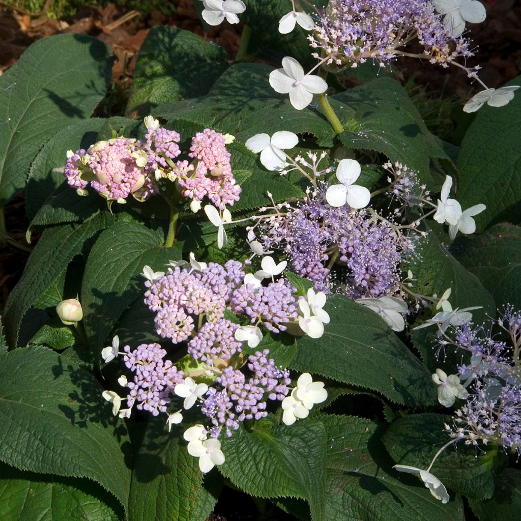 Kehtohortensia Late Love