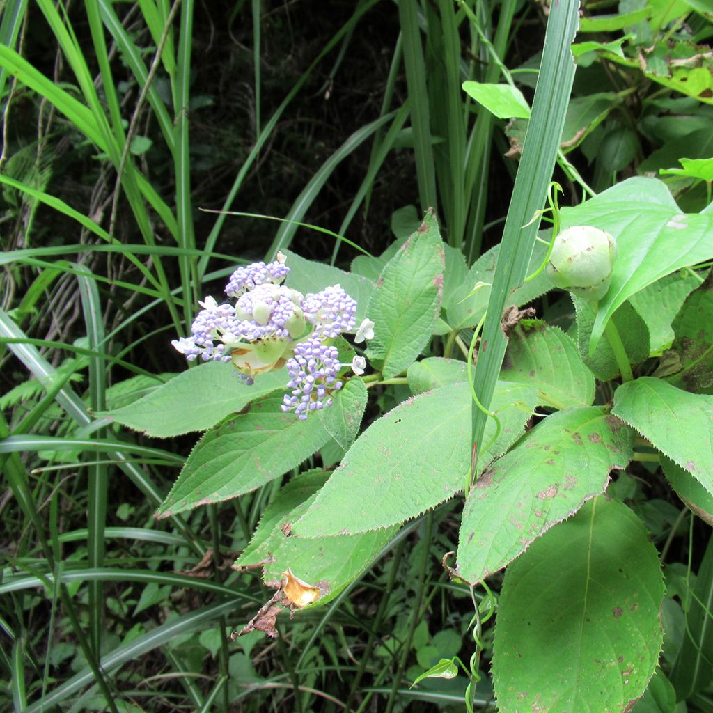 Kehtohortensia - Hydrangea involucrata
