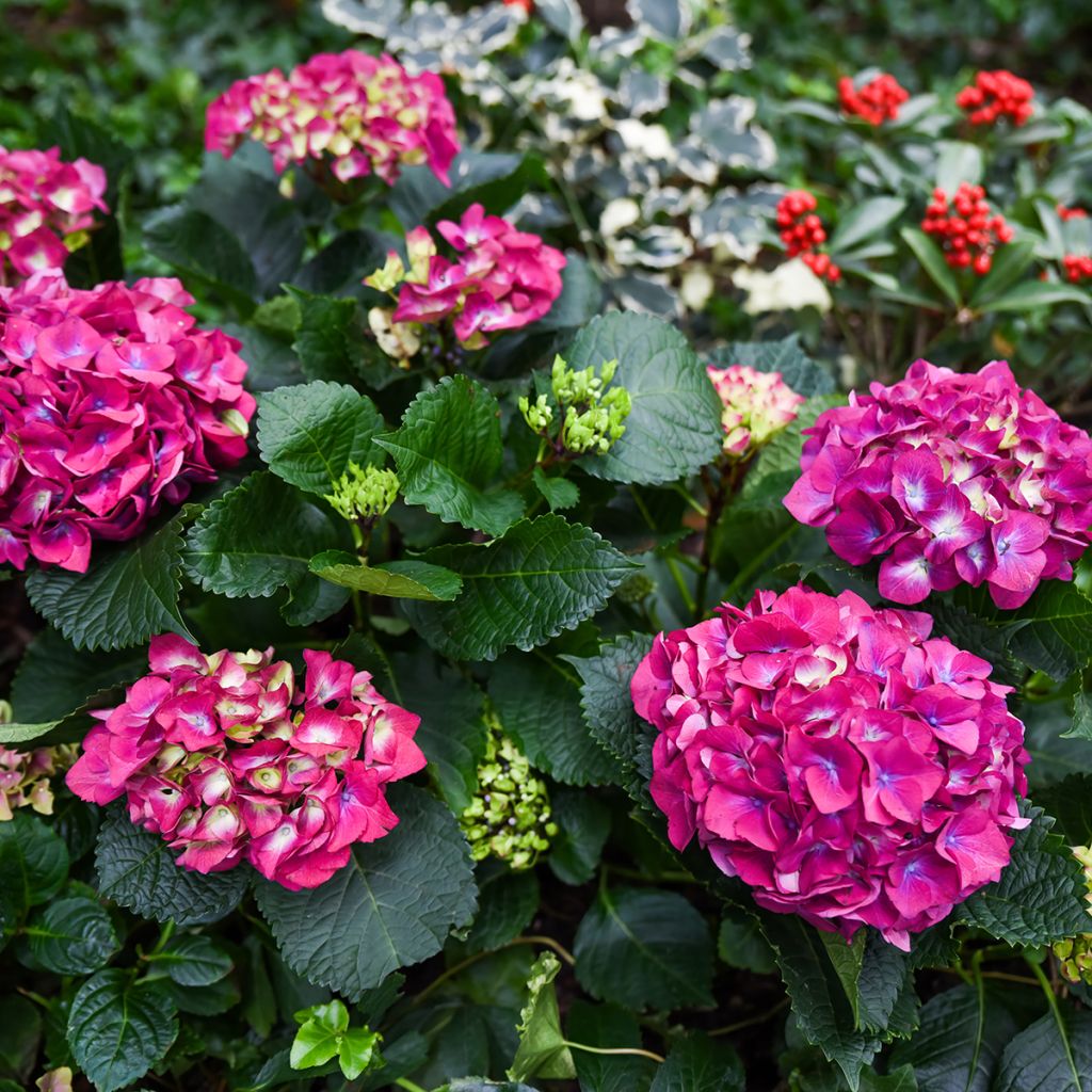 Jalohortensia Baron Rouge