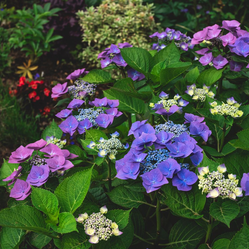 Jalohortensia Blaumeise