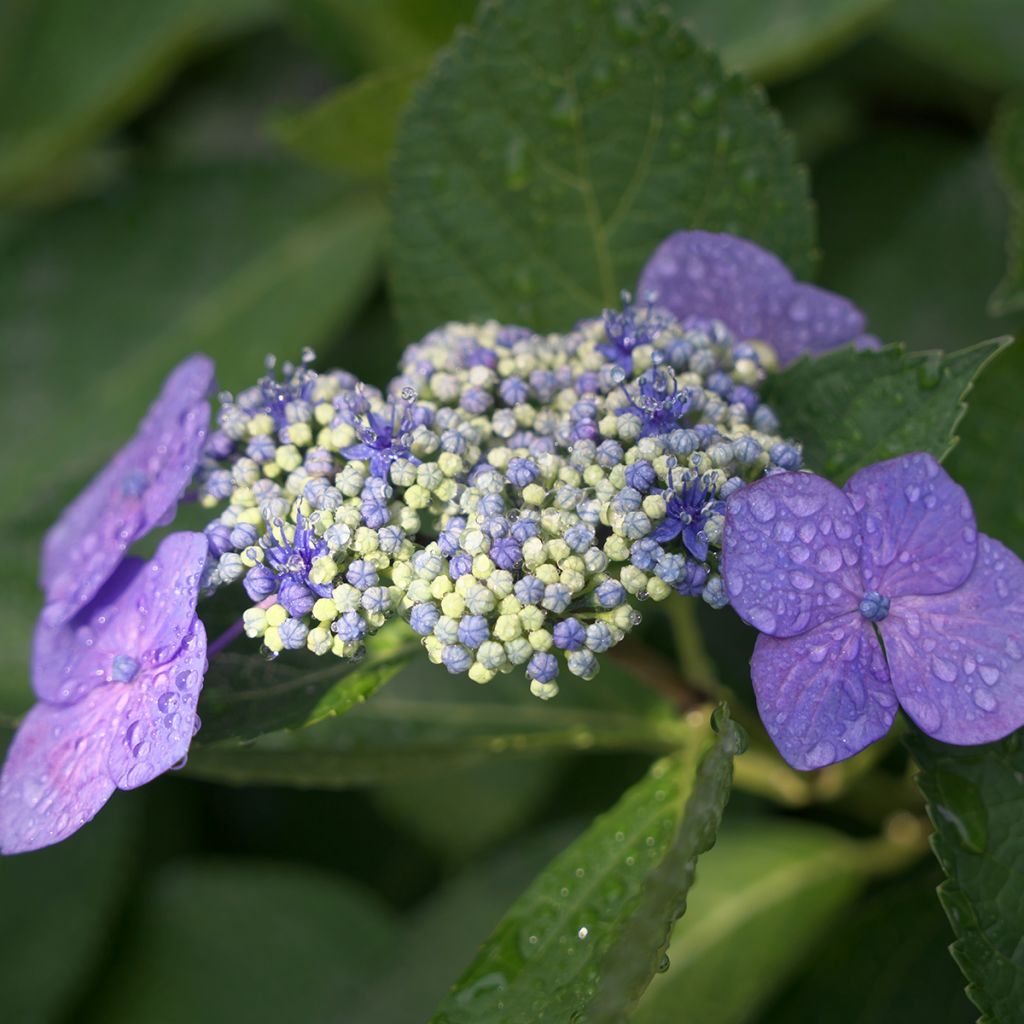 Jalohortensia Blaumeise