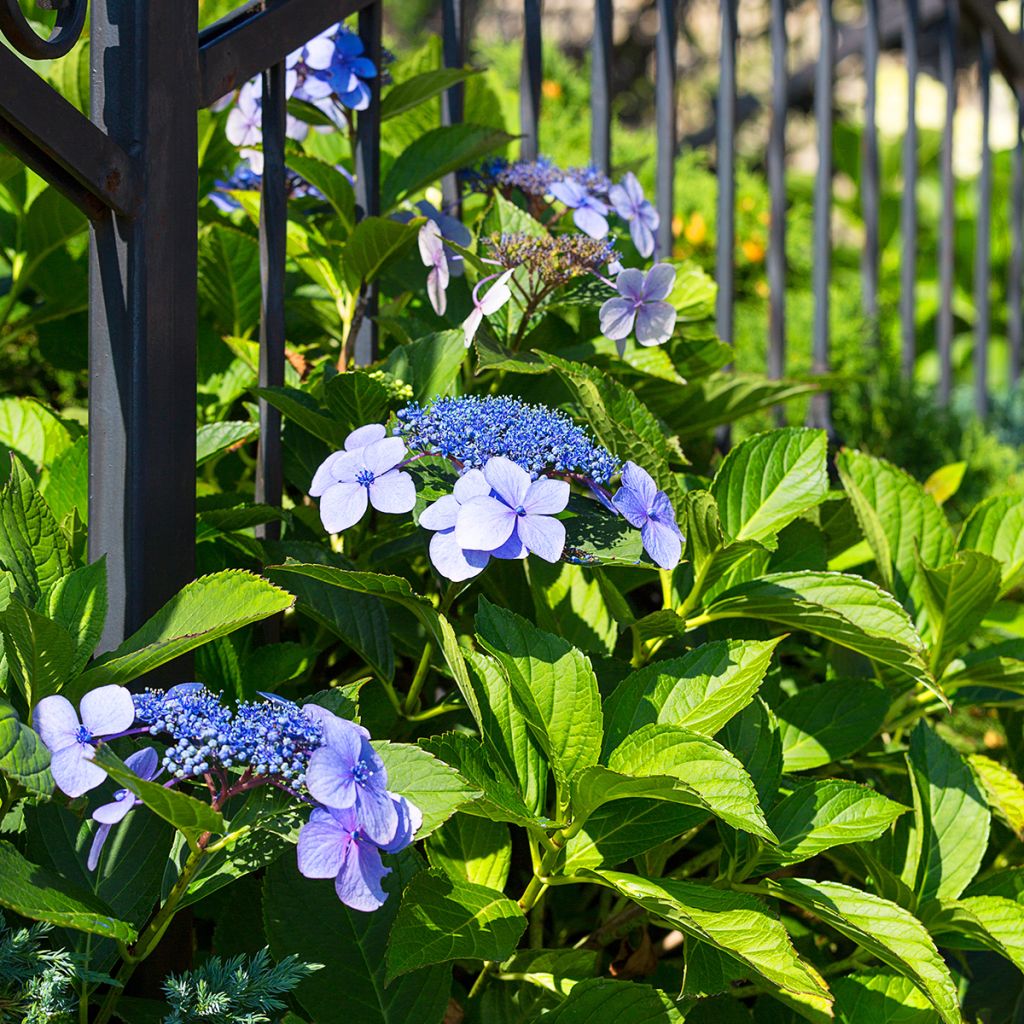 Jalohortensia Blaumeise