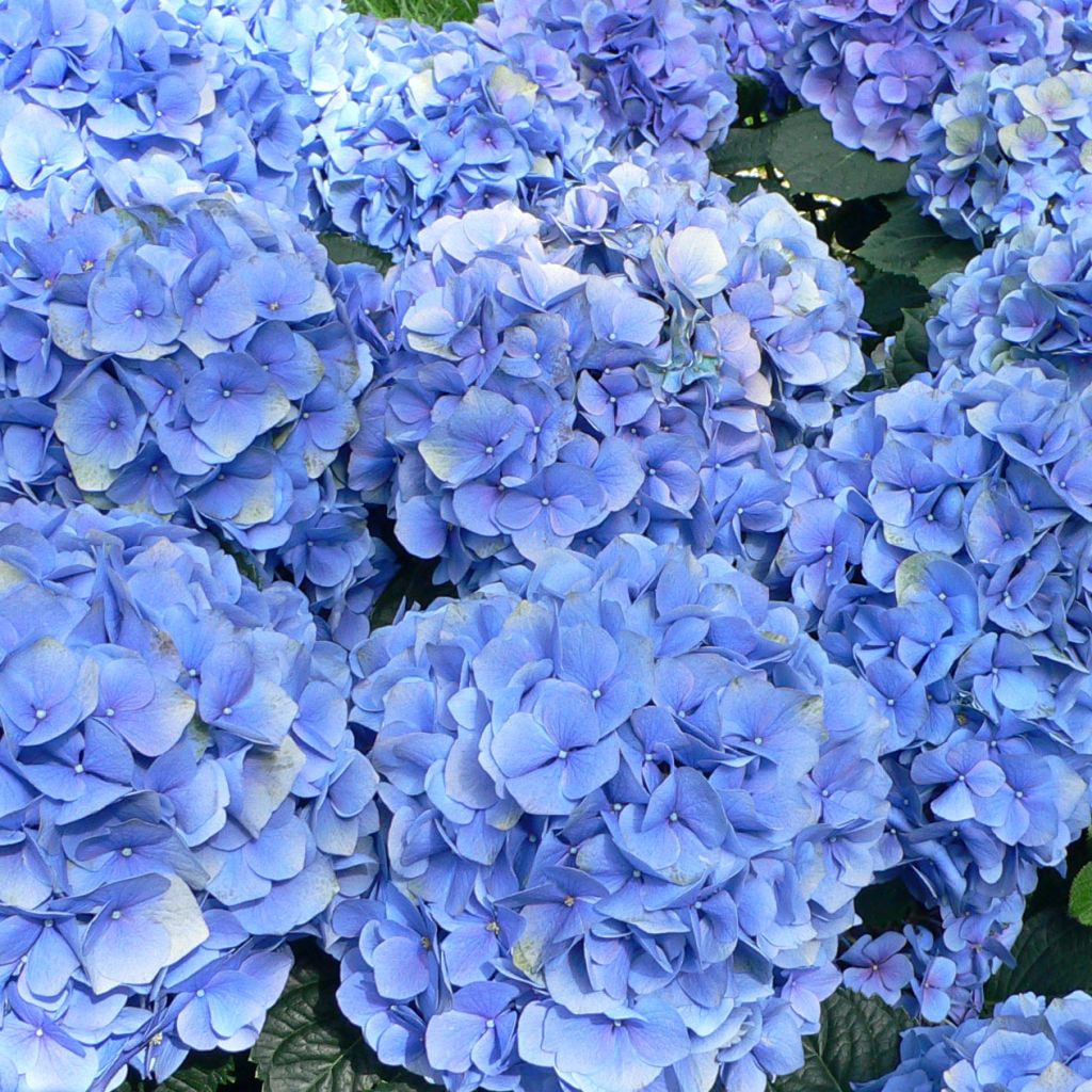 Jalohortensia Bodensee