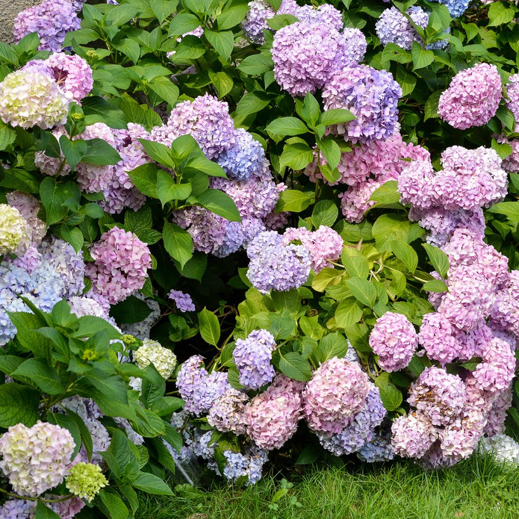 Jalohortensia Bodensee