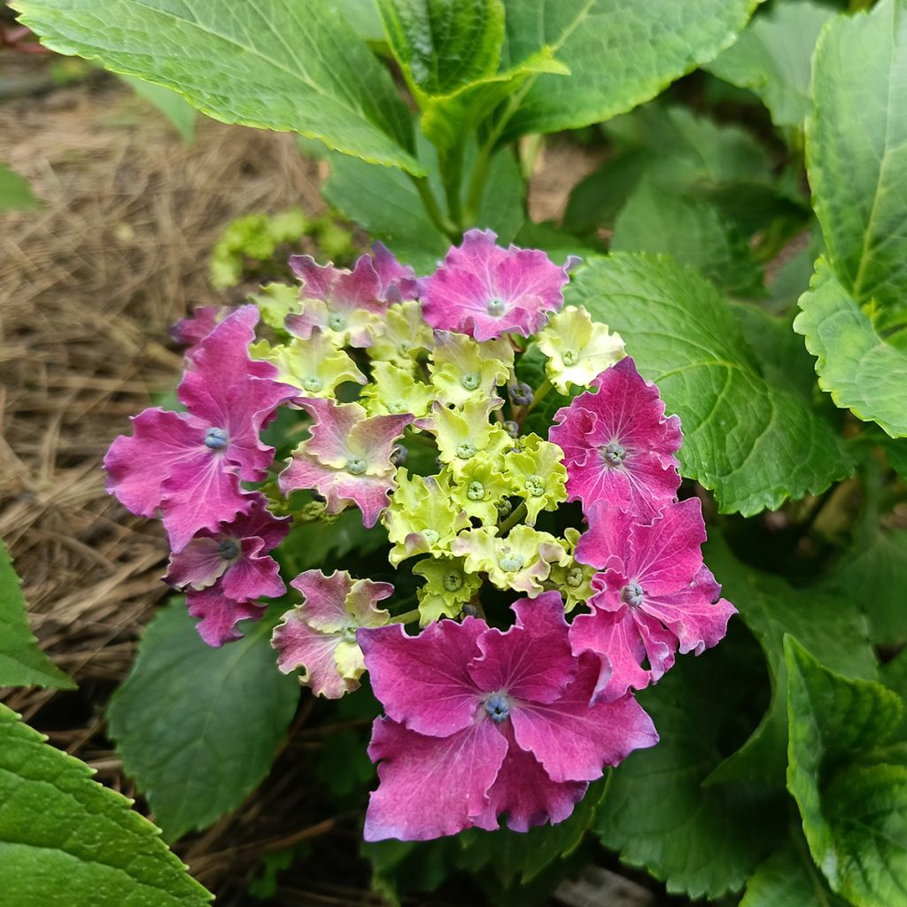 Jalohortensia Curly Sparkle Red