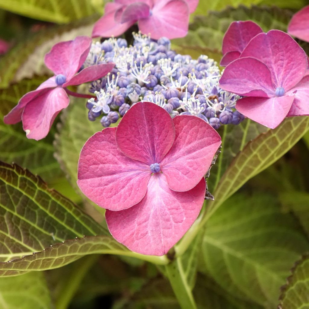 Jalohortensia Dark Angel Purple