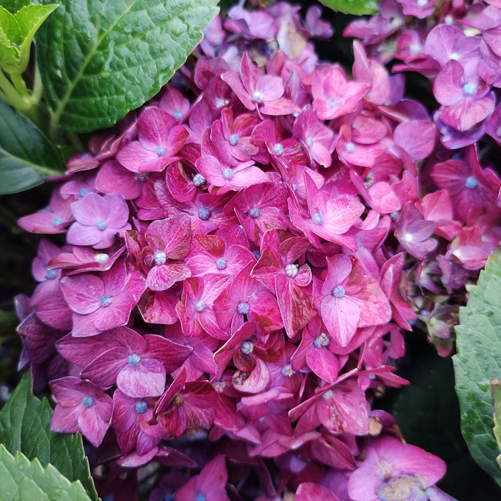 Jalohortensia Deep Purple Dance
