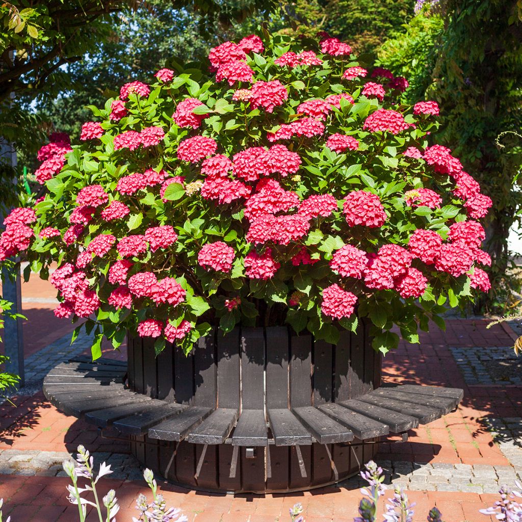 Jalohortensia Deutschland