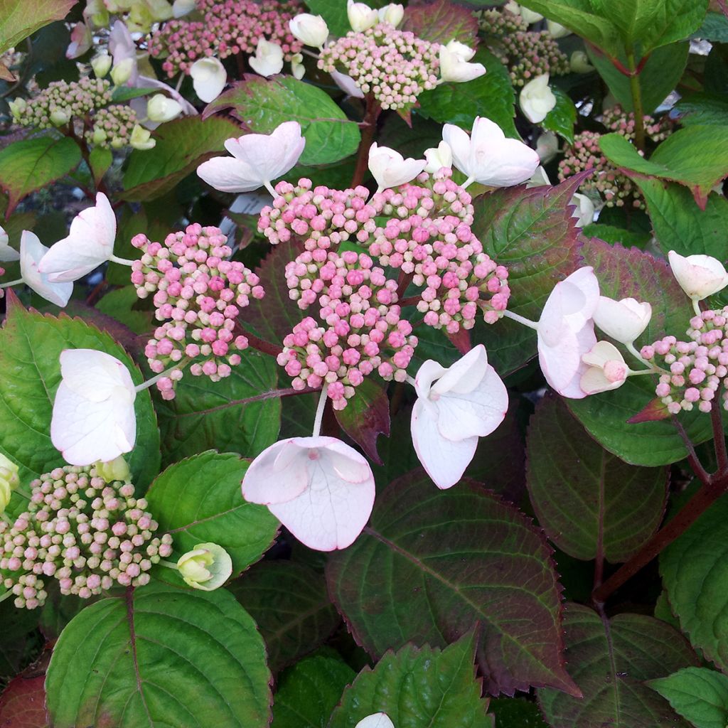 Jalohortensia Dolce Gipsy