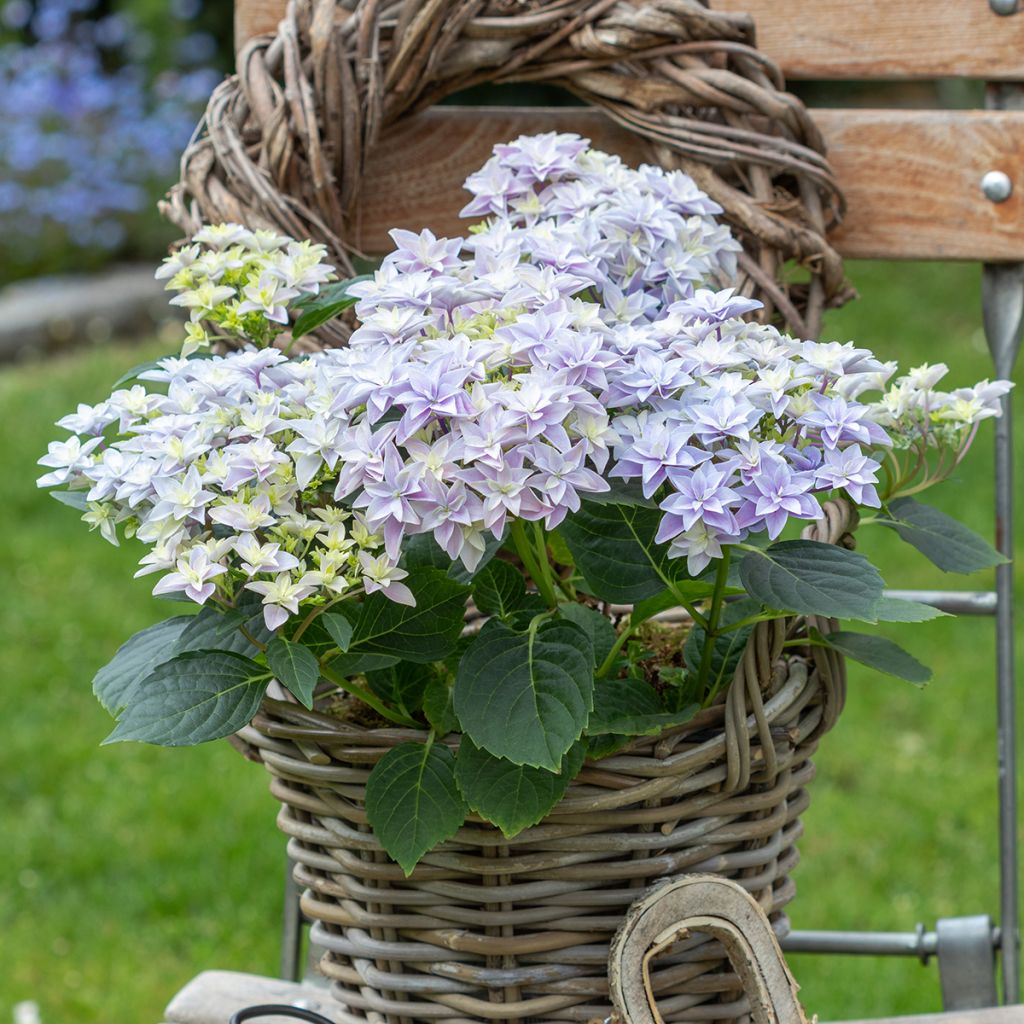 Jalohortensia Double Dutch Blue