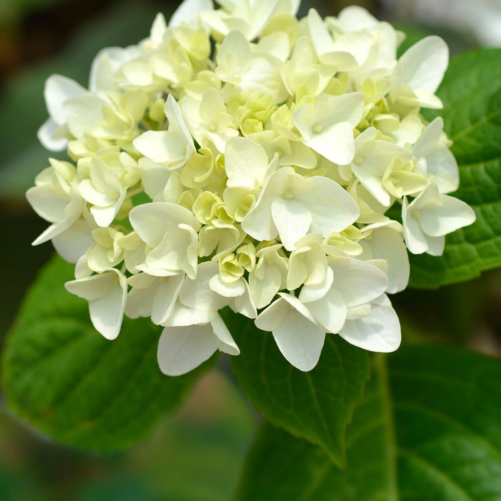 Jalohortensia Endless Summer The Bride