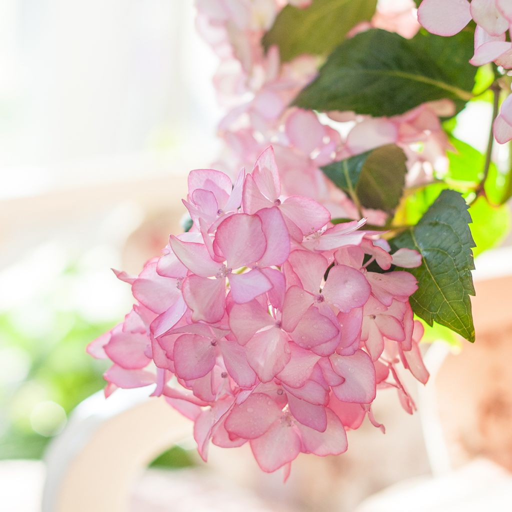 Jalohortensia Endless Summer The Bride
