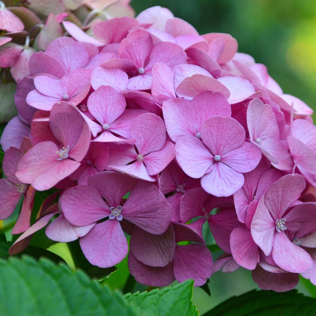 Jalohortensia Endless Summer The Original Pink