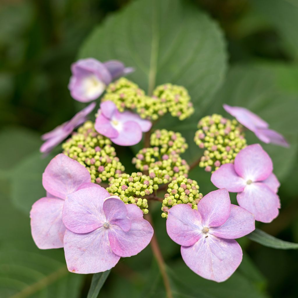 Jalohortensia Endless Summer Twist and Shout