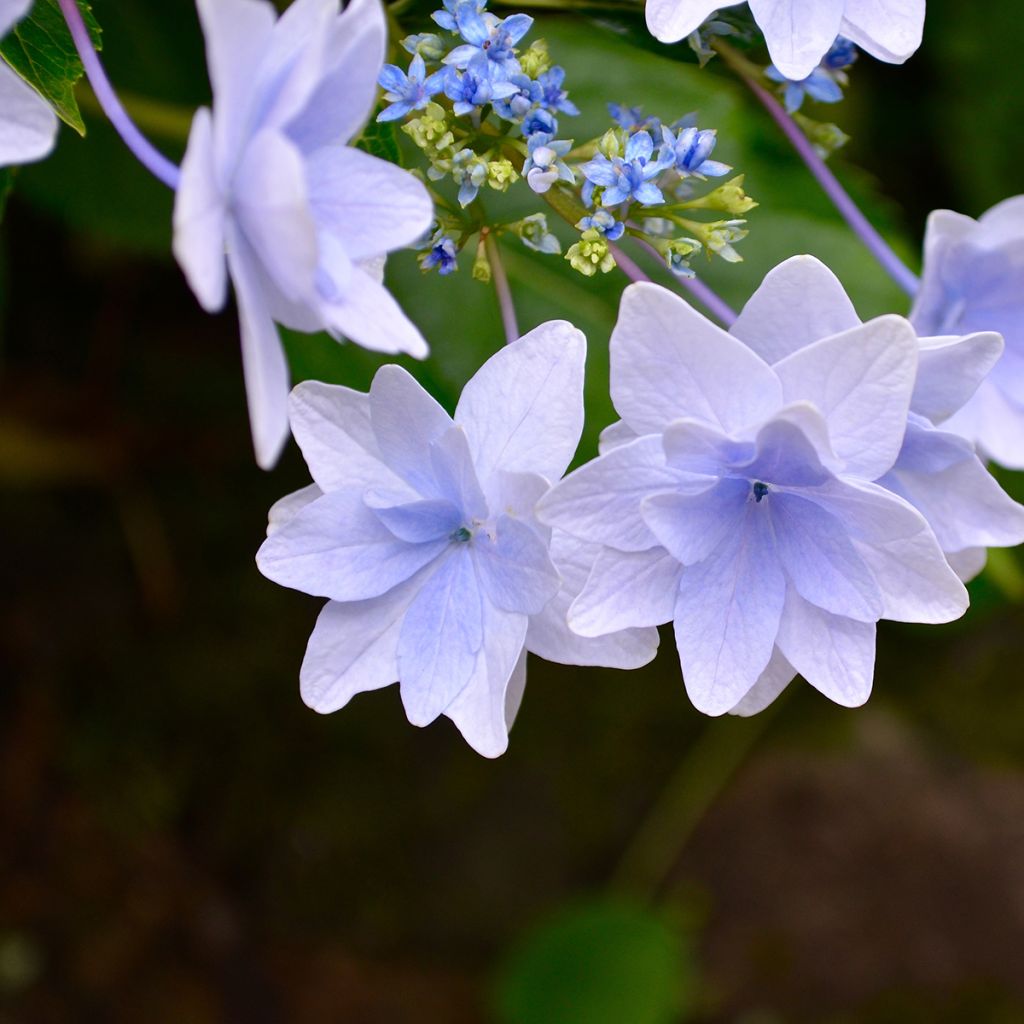 Jalohortensia Fireworks Blue