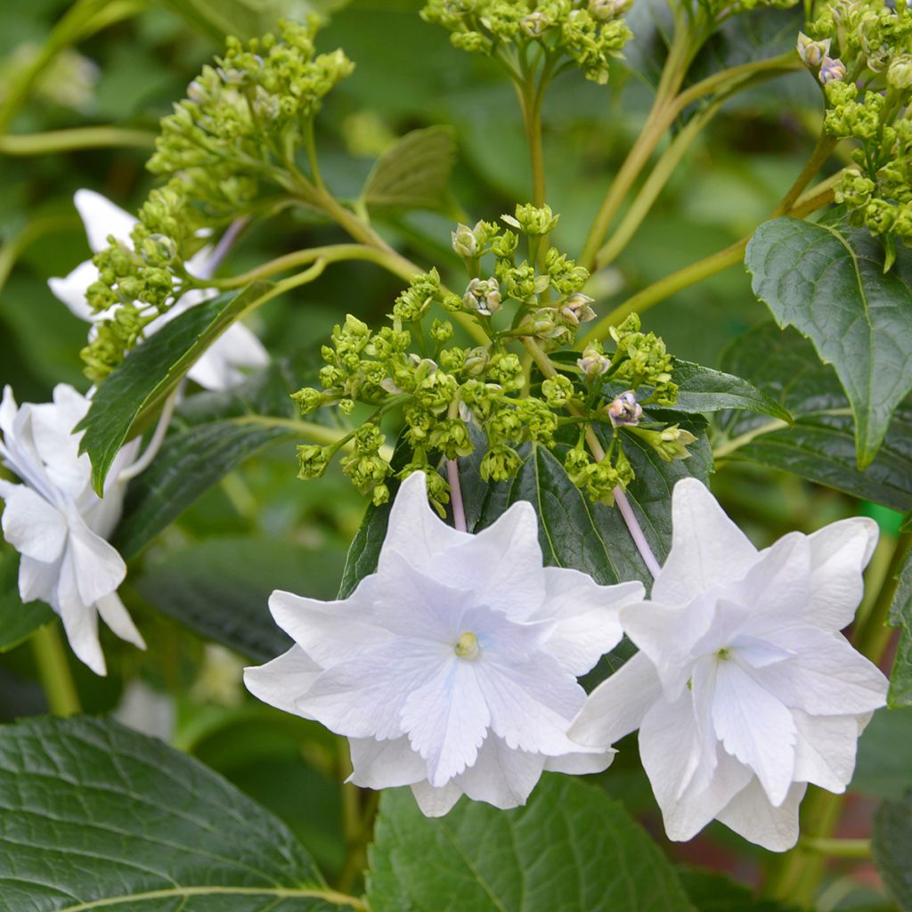 Jalohortensia Hovaria Fireworks White