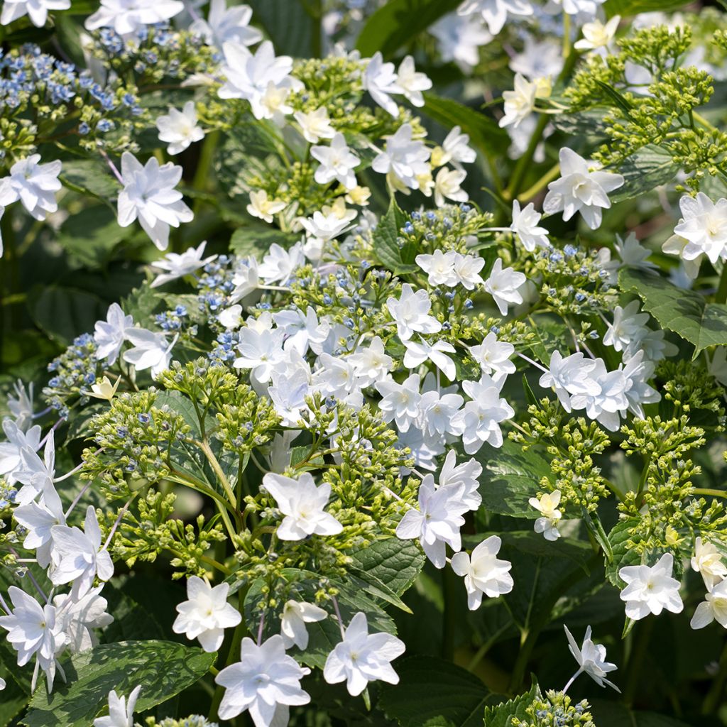 Jalohortensia Hovaria Fireworks White