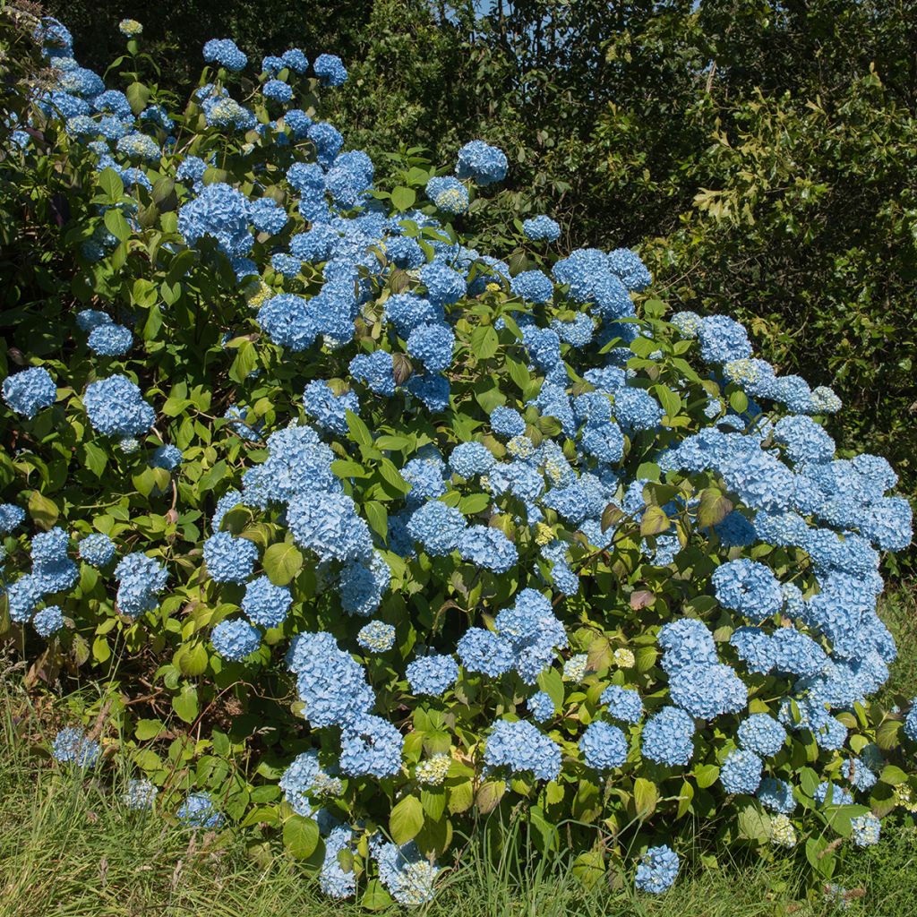 Jalohortensia Generale Vicomtesse de Vibraye