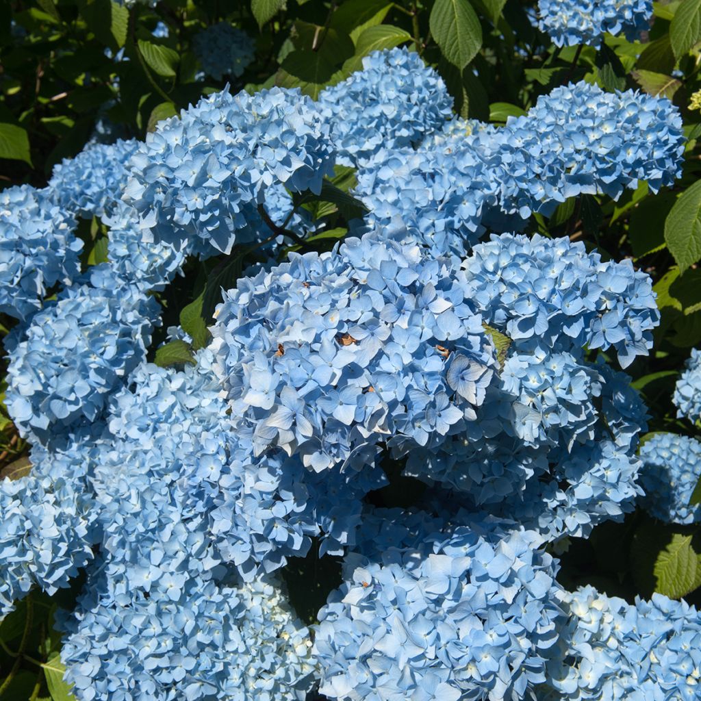 Jalohortensia Generale Vicomtesse de Vibraye
