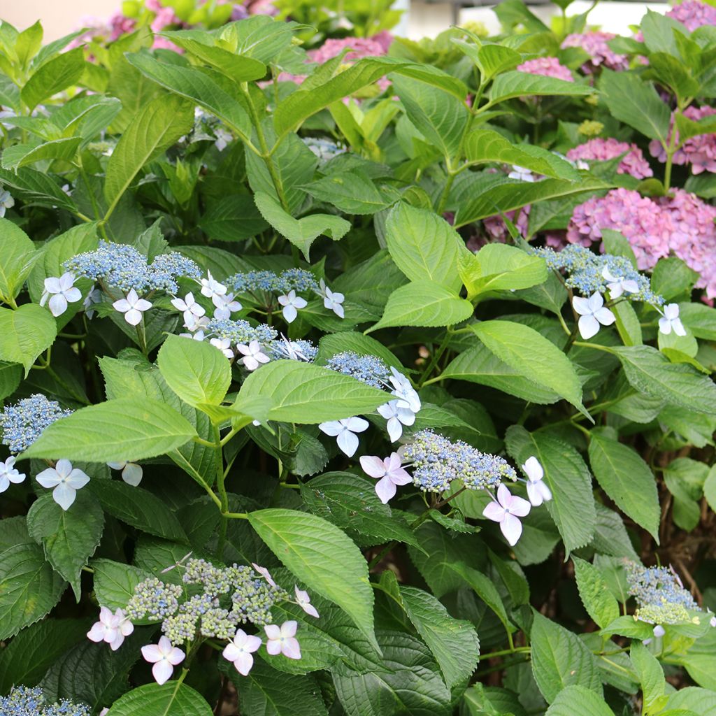 Jalohortensia Great Star Blanc Bleu