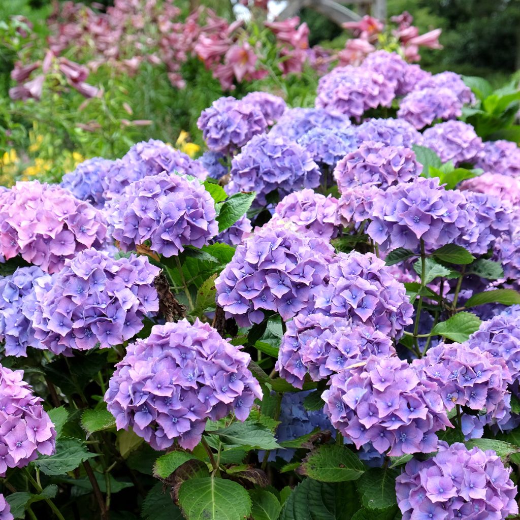 Jalohortensia Hambourg