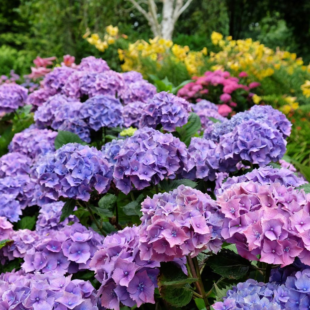 Jalohortensia Hambourg