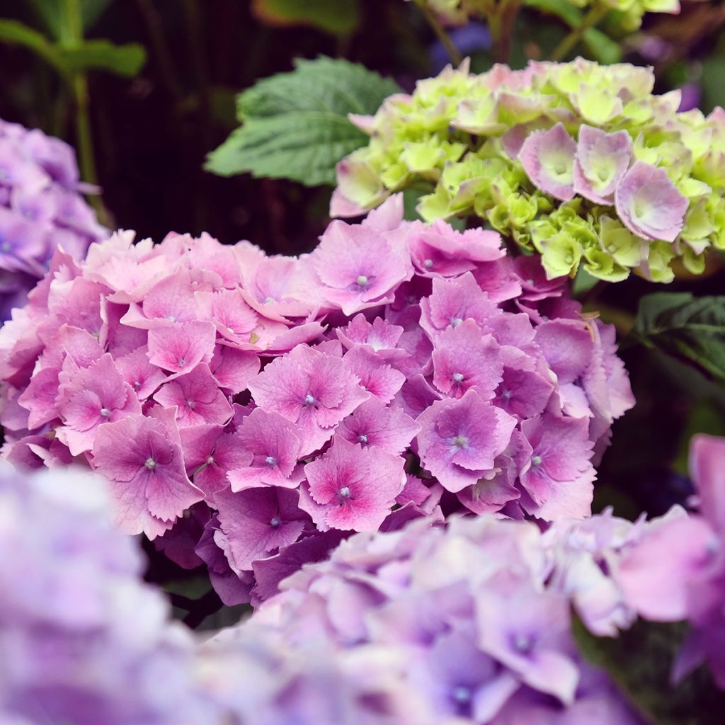 Jalohortensia Hambourg