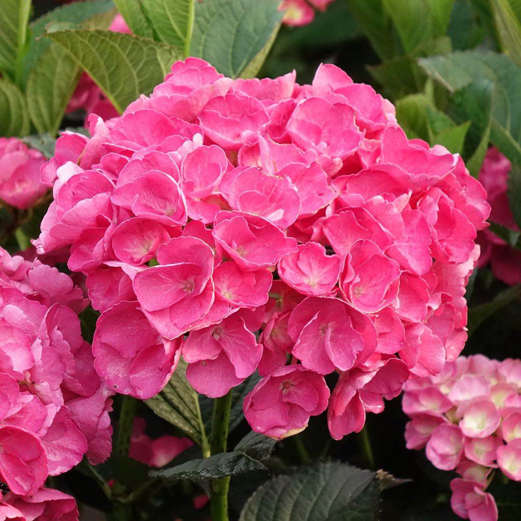 Jalohortensia Julisa