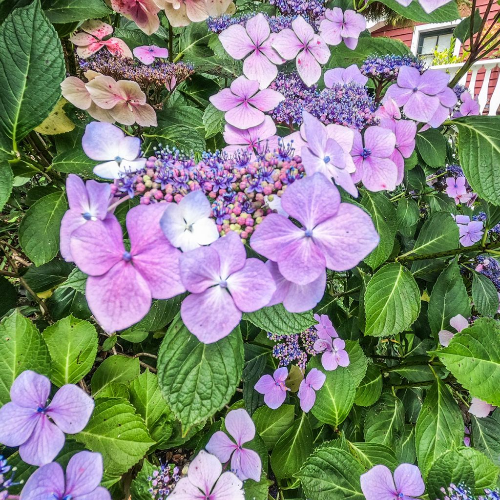 Jalohortensia Royalty Kardinal Violet