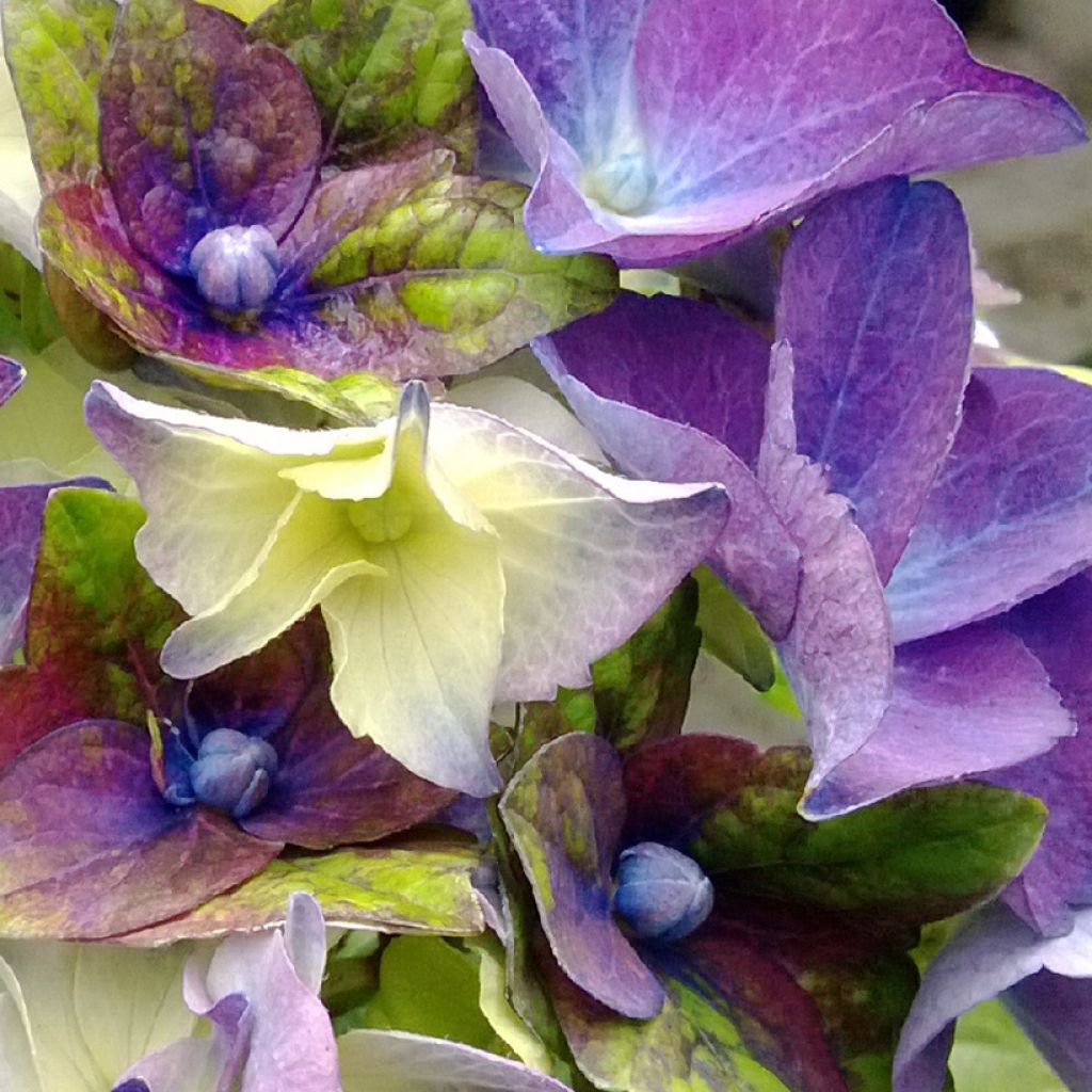 Jalohortensia Lady Mata Hari