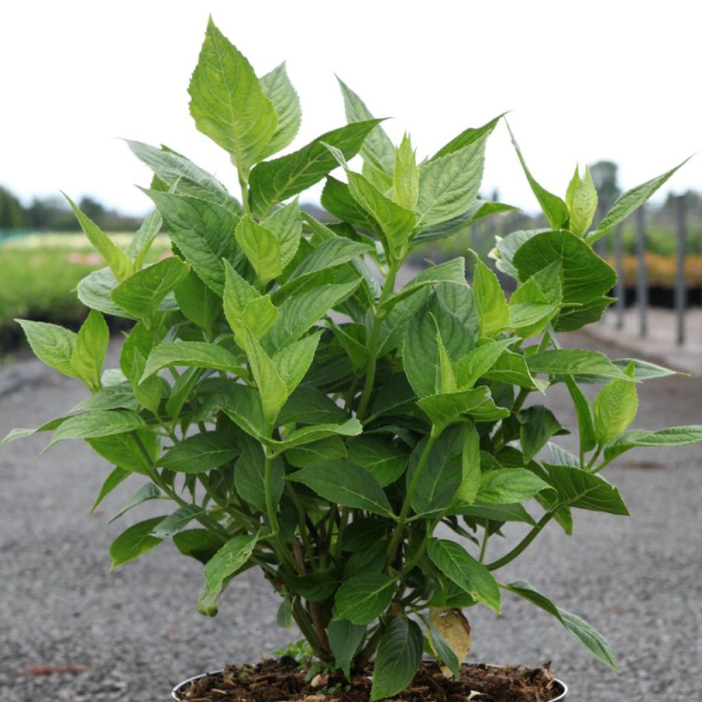 Jalohortensia Lanarth White