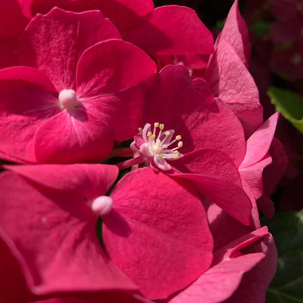 Jalohortensia Leuchtfeuer