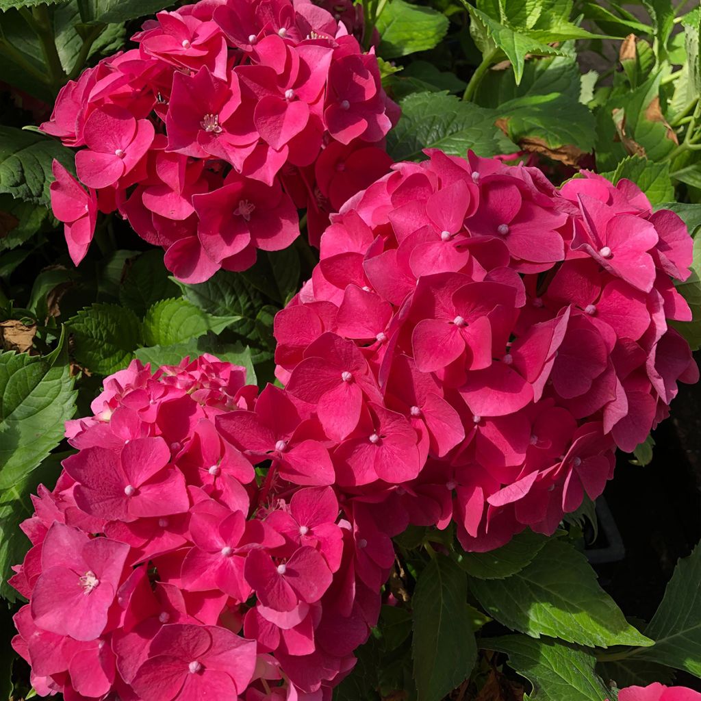 Jalohortensia Leuchtfeuer