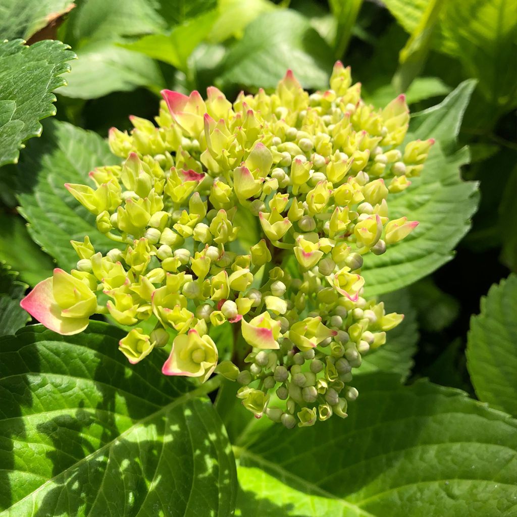 Jalohortensia Leuchtfeuer