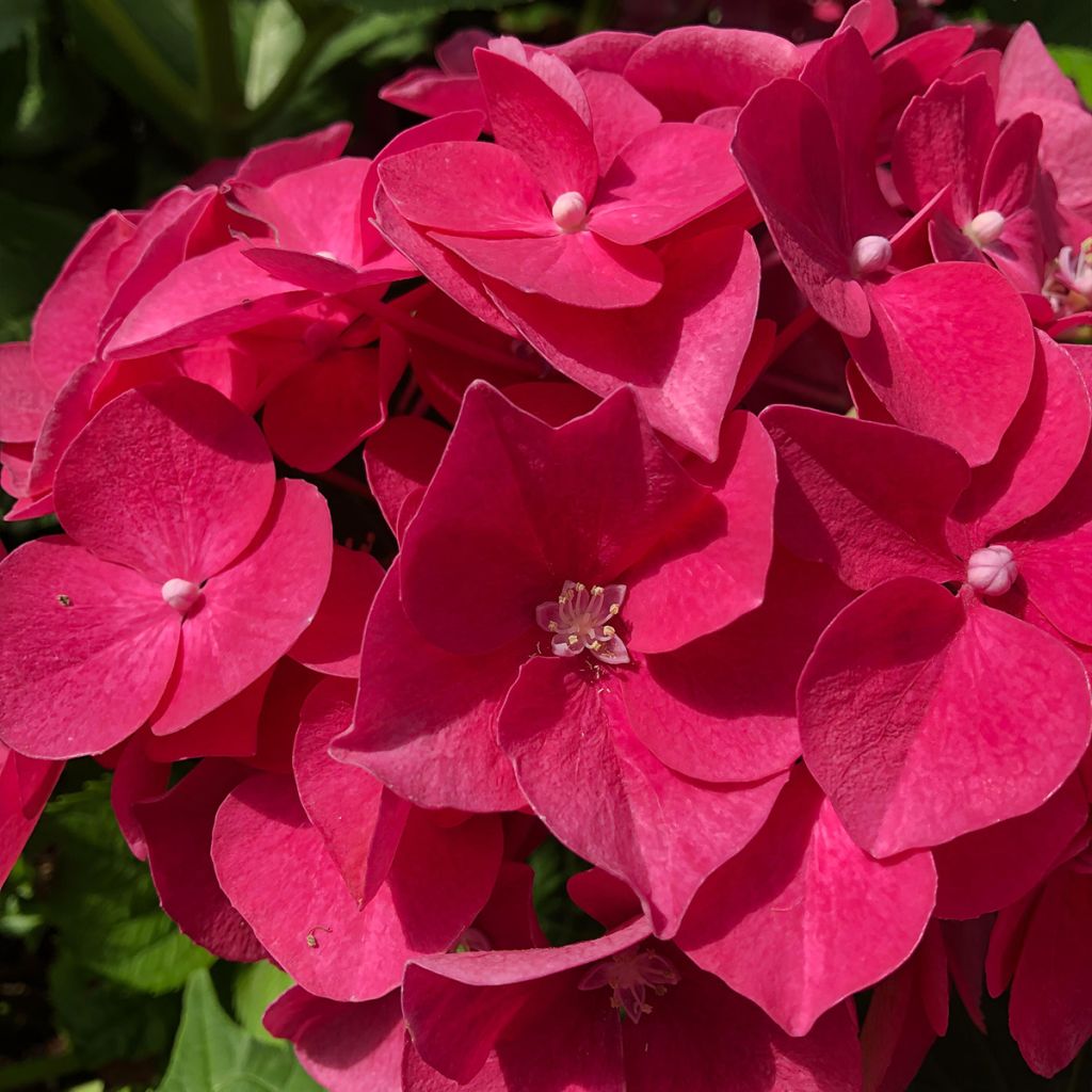 Jalohortensia Leuchtfeuer