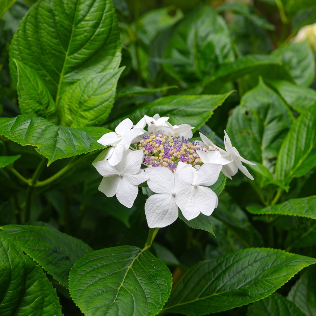 Jalohortensia Libelle