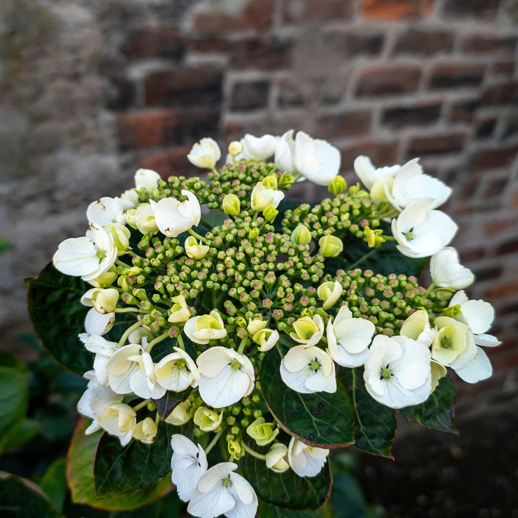 Jalohortensia Libelle